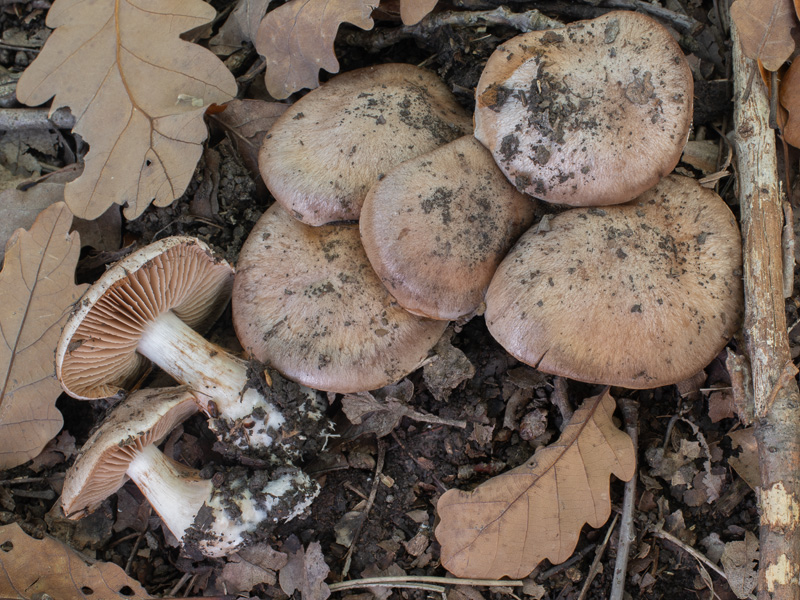 Cortinarius chevassutii